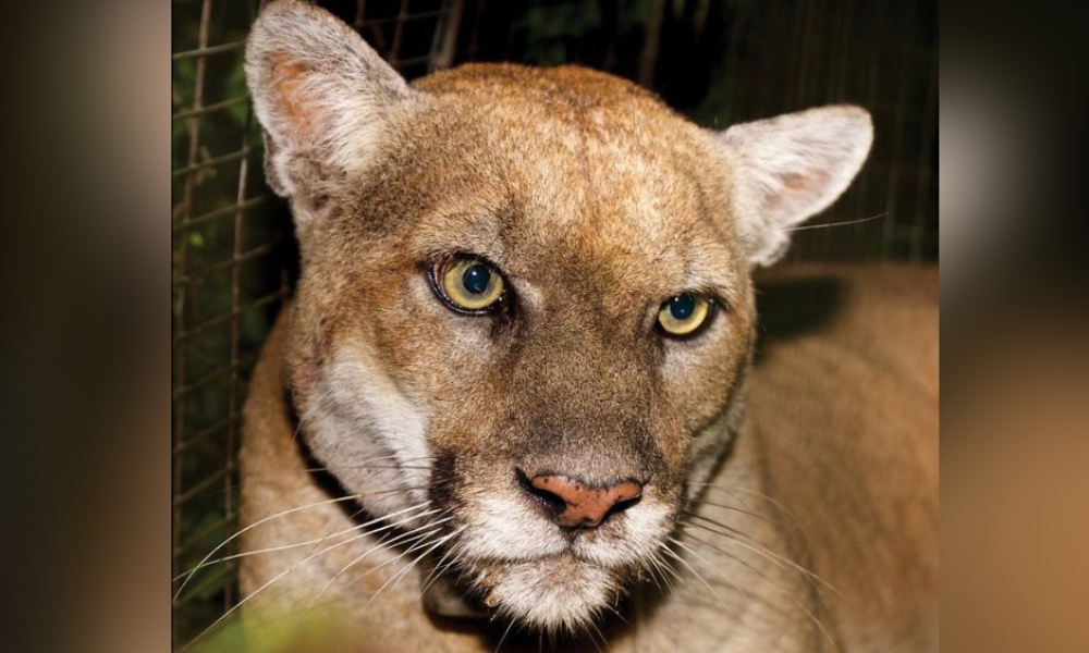 NextImg:Famous Mountain Lion, P-22, Buried at Secret Location in Santa Monica Mountains