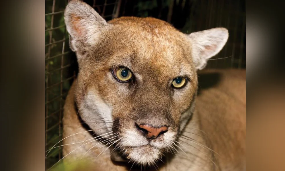 P-22. (Courtesy of the National Park Service)
