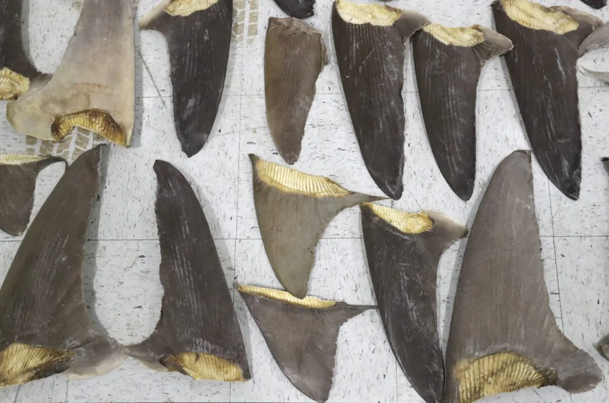 Confiscated shark fins are displayed during a news conference in Doral, Fla., on Feb. 6, 2020. (Wilfredo Lee/AP Photo)