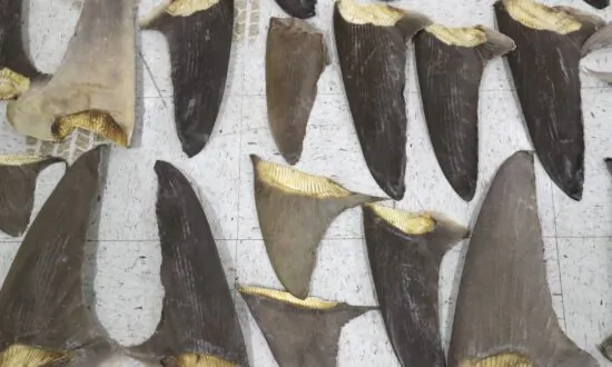 US Poised to Ban Shark Fin Trade