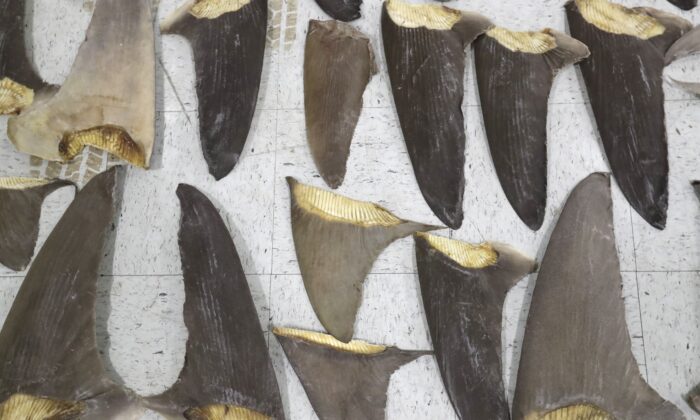 2020 年 2 月 6 日在佛罗里达州多拉举行的新闻发布会上展示没收的鱼翅。（Wilfredo Lee/美联社照片）
