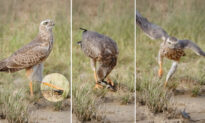VIDEO: Goshawk Toys With Tiny Lizard That Seems Dead—Then Gets Unexpected Surprise From Prey