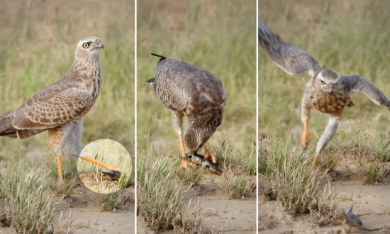VIDEO: Goshawk Toys With Tiny Lizard That Seems Dead—Then Gets Unexpected Surprise From Prey