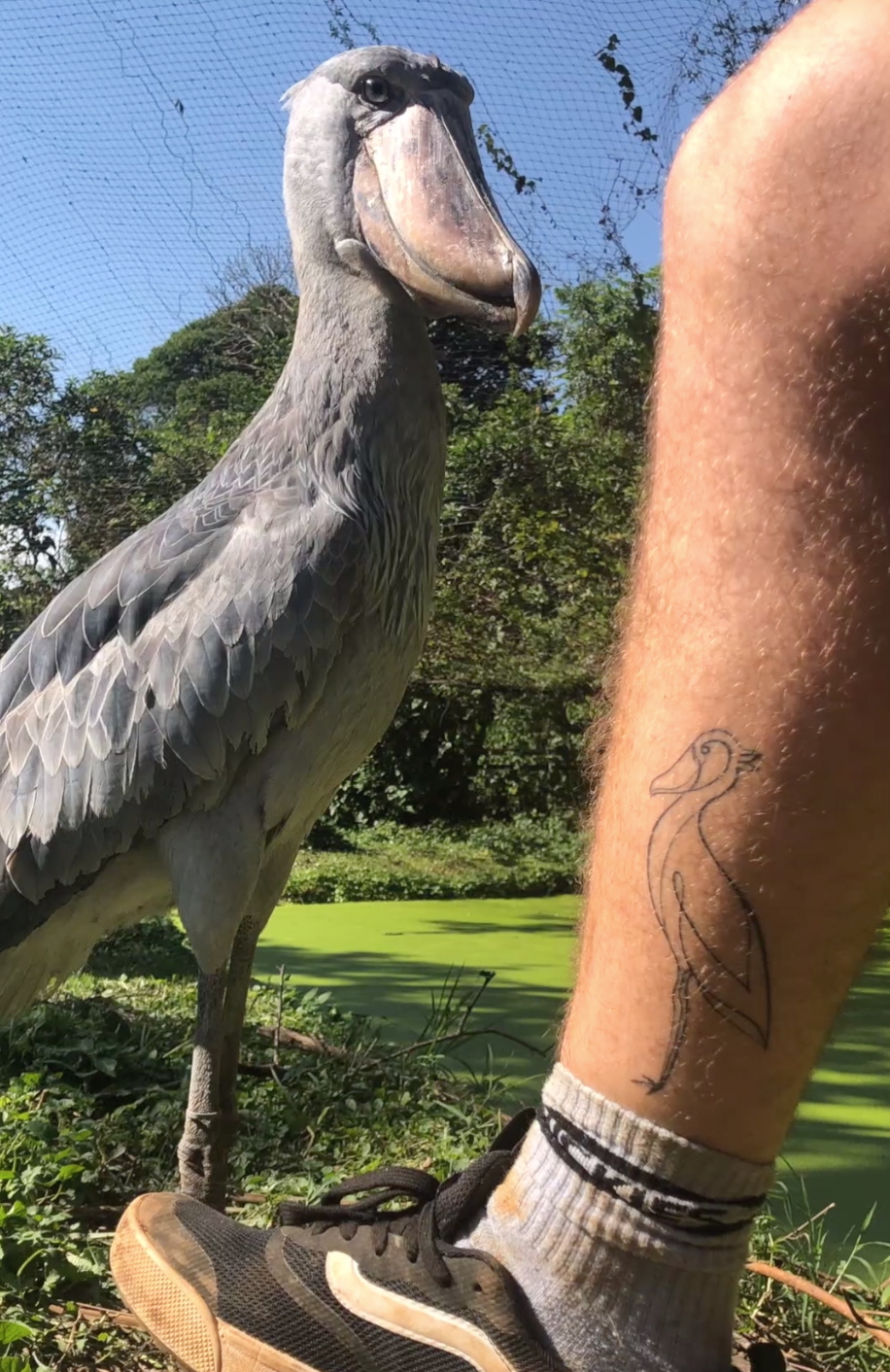 Finally got a shoebill tattoo! : r/ShoebillStorks