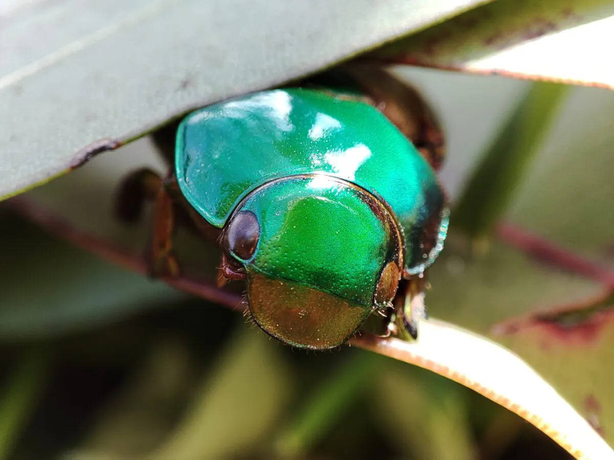 Melbourne University researchers have discovered that the colourful and Australian Christmas beetle may use its hard outer wings or elytra to keep cool under direct sunlight, but not in the expected way. (Image supplied by Laura Ospina-Rozo/ University of Melbourne)