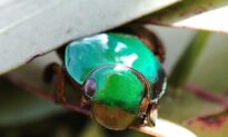 How the Christmas Beetle Plans to Stay Cool During This Hot Holiday Season