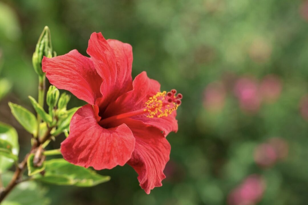 On October 21, 2022, the latest research from South Korea showed that gossypetin in hibiscus can effectively improve the cognitive impairment of Alzheimer's patients. (Shutterstock)