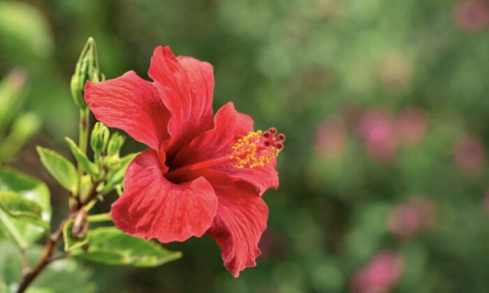 Study: Extract From Hibiscus Improves Cognitive Impairment in Alzheimer's Disease