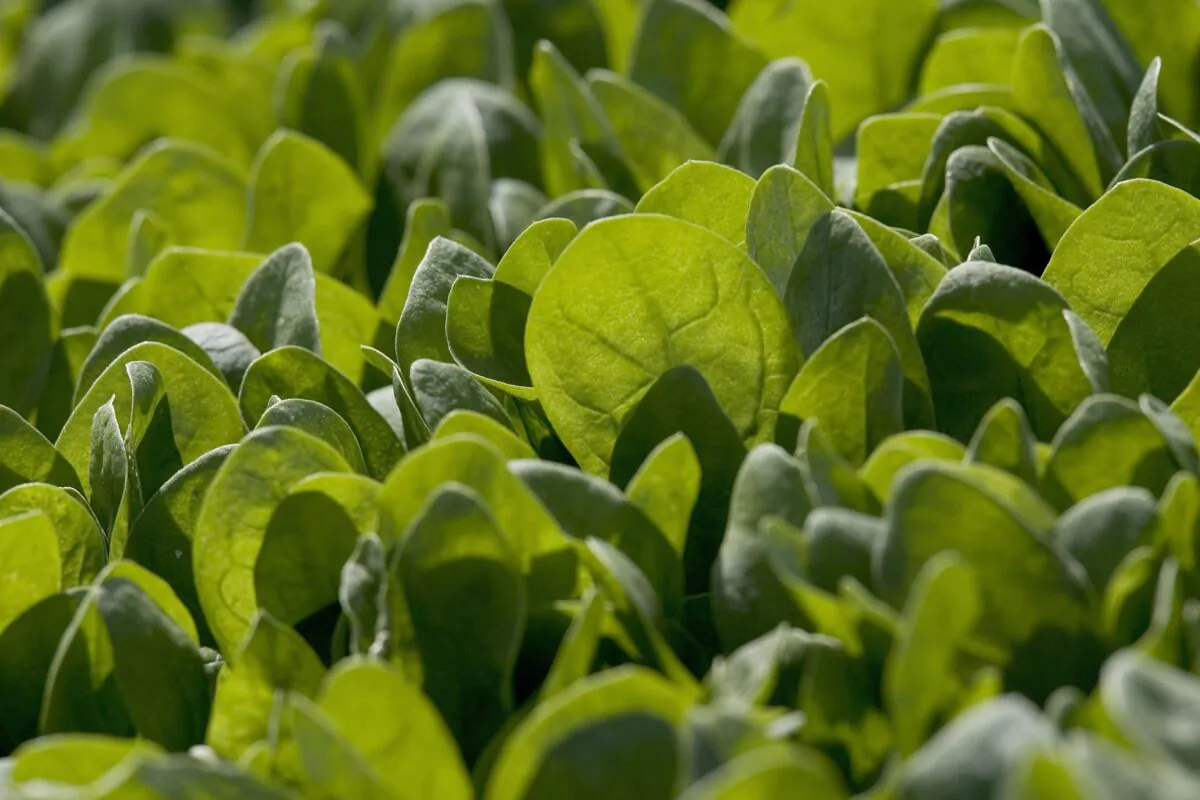 Baby spinach grows in a field. (David Paul Morris/Getty Images)