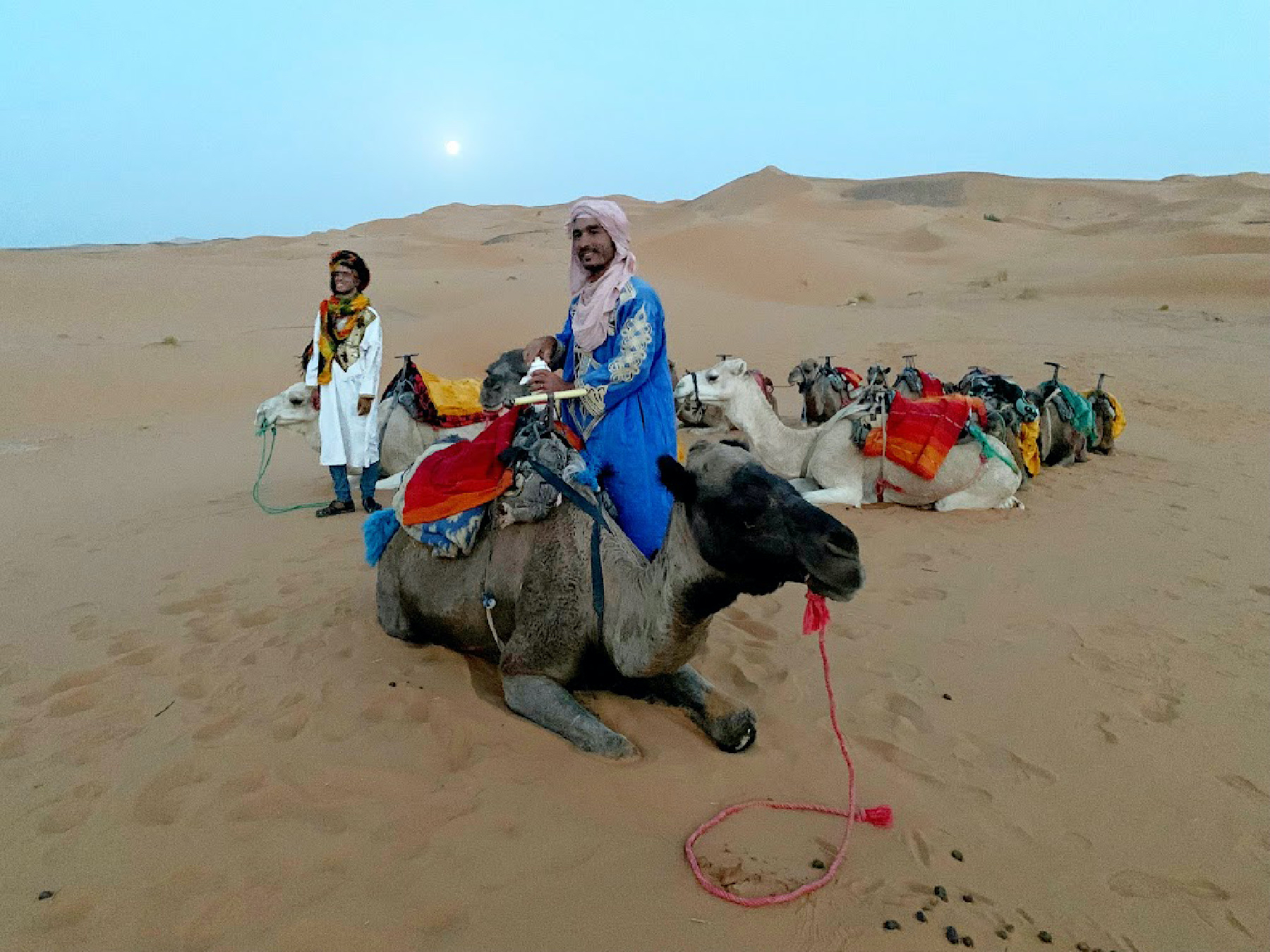 Camels in the Sahara wait for the riders they will take into the desert.
