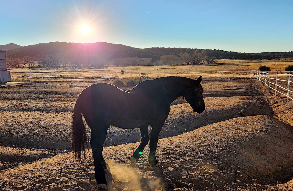 NextImg:Horse Ranch Near Rancho Santa Fe Investigated for Alleged Abuse