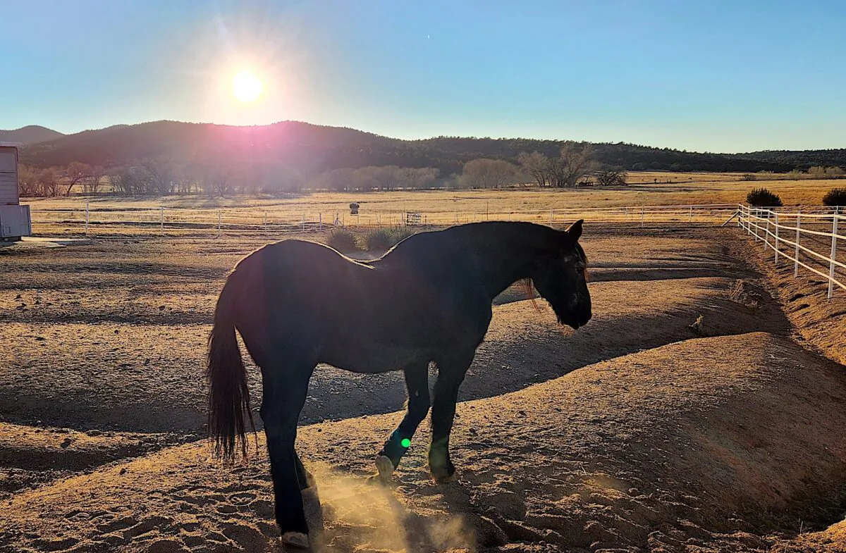An Alpine wild horse stands against the setting sun at the Salt River Wild Horse Management Group animal sanctuary on Nov. 30, 2022. (Allan Stein/The Epoch Times)