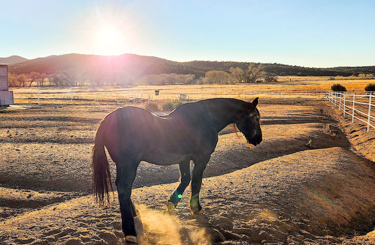 NextImg:Horses Steer Youths Away From Life of Crime