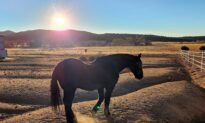Horse Ranch Near Rancho Santa Fe Investigated for Alleged Abuse