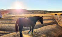 Advocates for Arizona Wild Horses Slated to be Rounded Up See Hope in DNA Results