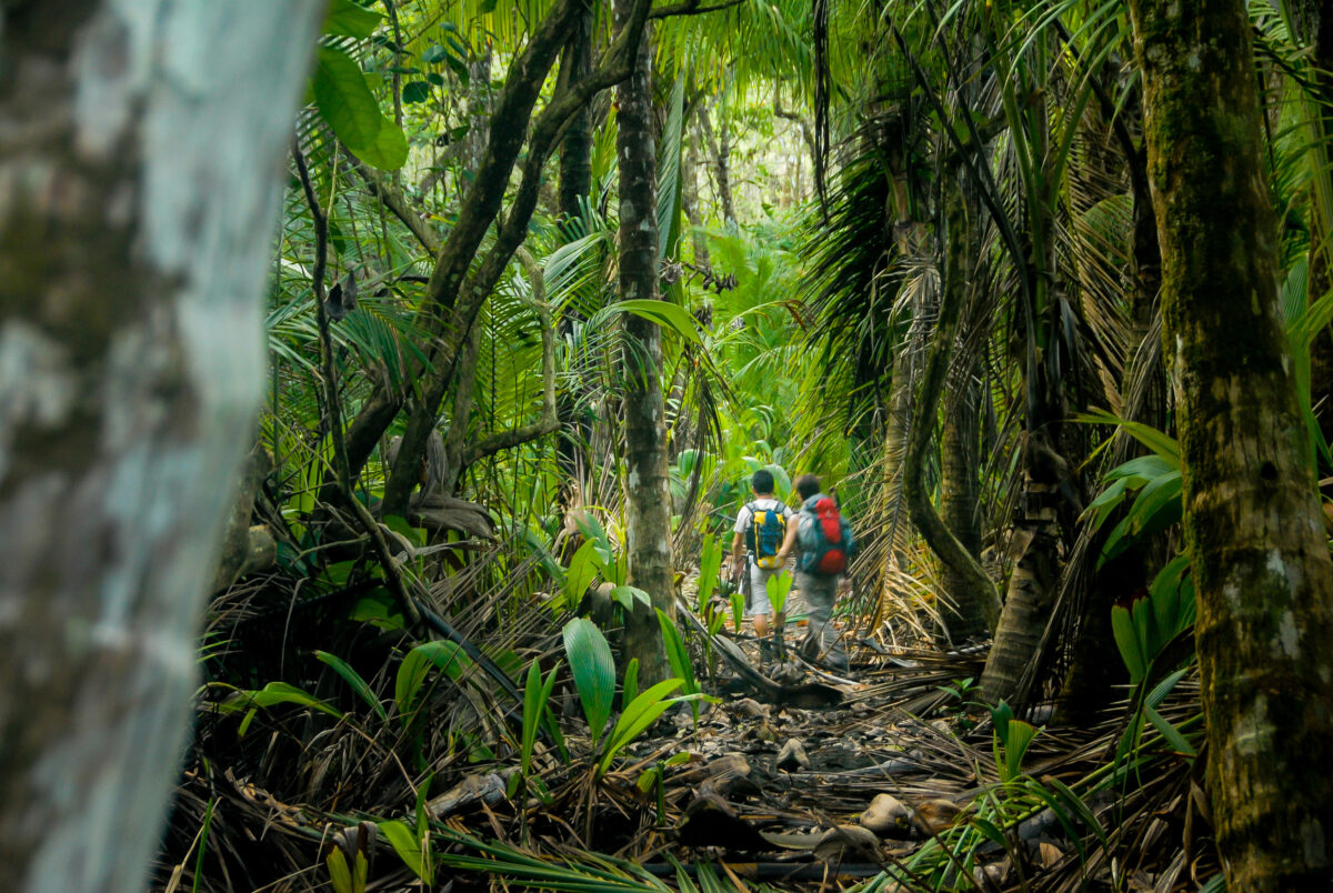 Three Directors Charged With Fraud Over 'Ethical' Forests in Costa Rica