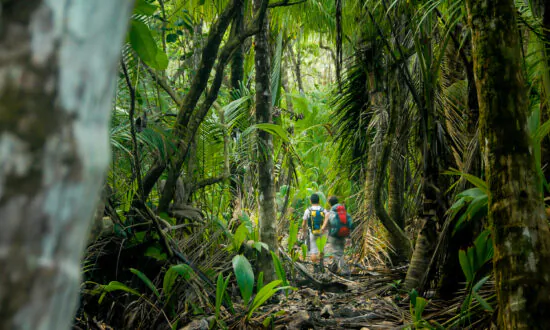 Three Directors Charged With Fraud Over ‘Ethical’ Forests in Costa Rica