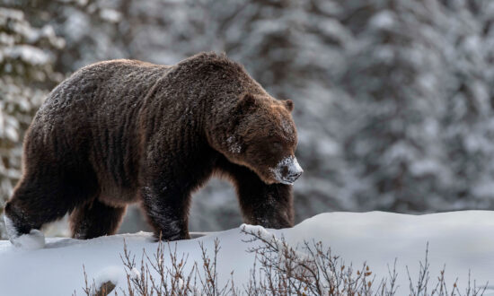 Photographer’s Chance Encounter With a Huge Canadian Grizzly Bear Named ‘The Boss’