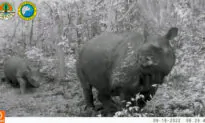 2 Calves of Endangered Javan Rhinos Spotted in Indonesia