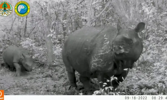 2 Calves of Endangered Javan Rhinos Spotted in Indonesia