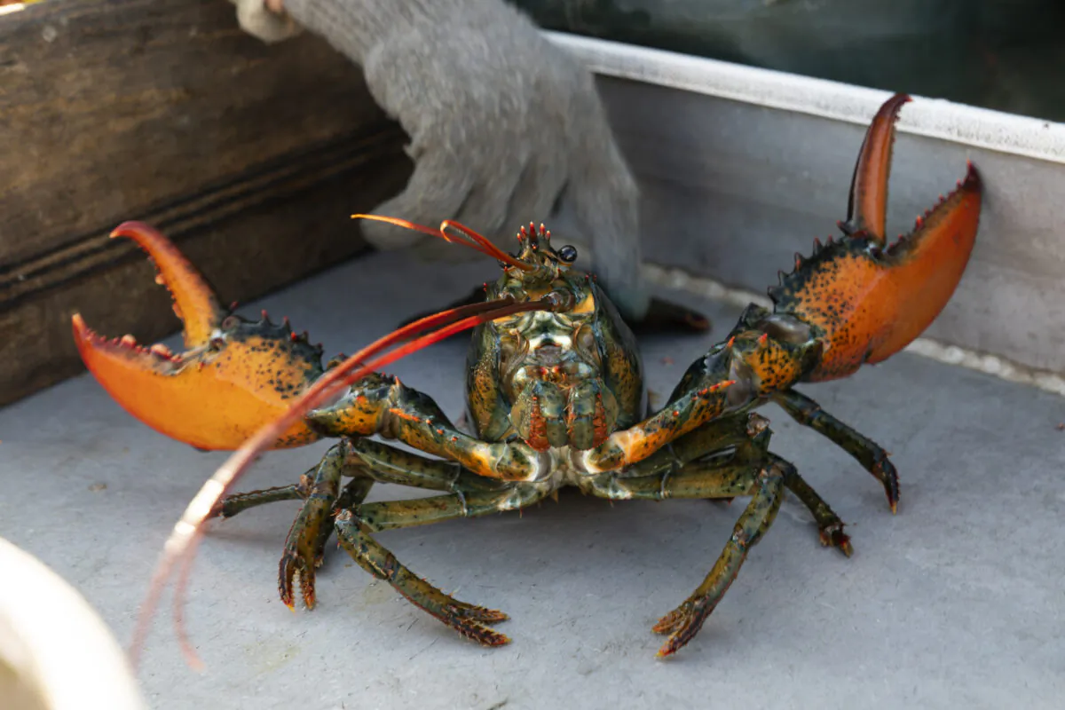 A lobster rears its claws after being caught off Spruce Head in Maine on Aug. 31, 2021. (Robert F. Bukaty/AP Photo)