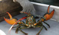 Lawmakers Using Spending Bill to Delay Lobster Restrictions