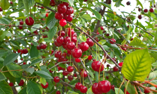 Break Out the Cherry Bounce