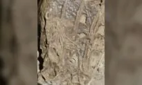 Dining Dinosaur Fossil Has Mammal in Belly, Sheds Light on Ancient Ecosystems