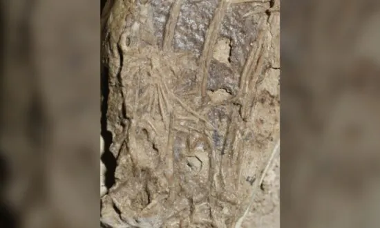 Dining Dinosaur Fossil Has Mammal in Belly, Sheds Light on Ancient Ecosystems