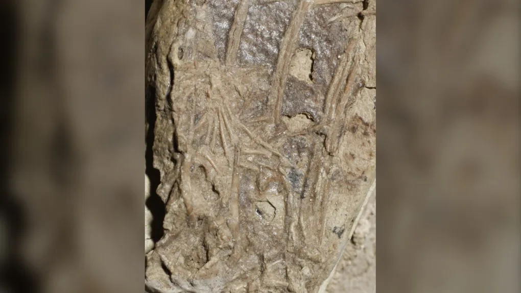 A mammal's foot is seen inside the belly of a fossil of a crow-sized, birdlike dinosaur in an undated handout photo. (The Canadian Press/HO-University of Alberta, Alex Dececci)

