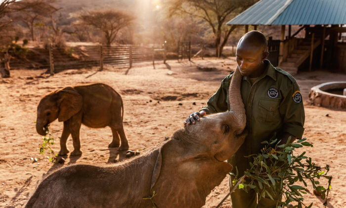 Amid East Africa's worst drought in 40 years, which has put millions of people and wildlife on the brink of starvation, an orphaned elephant calf receives care at the Reteti Elephant Sanctuary in Samburu, Kenya, on Oct. 12, 2022. (LUIS TATO/AFP via Getty Images)