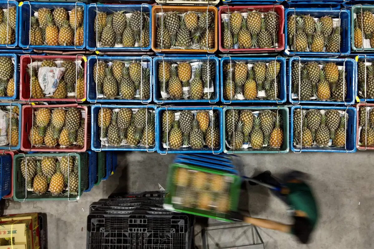 Crates of pineapples are being sorted at a warehouse in Pingtung county, Taiwan, on March 16, 2021. - A Chinese ban on pineapple imports from Taiwan has sparked a flood of patriotic buying of the fruit and forced restaurants to come up with inventive new menu choices. Still, it has also left many questioning Taipei’s overwhelming economic reliance on its giant neighbor. (Sam Yeh/AFP via Getty Images)