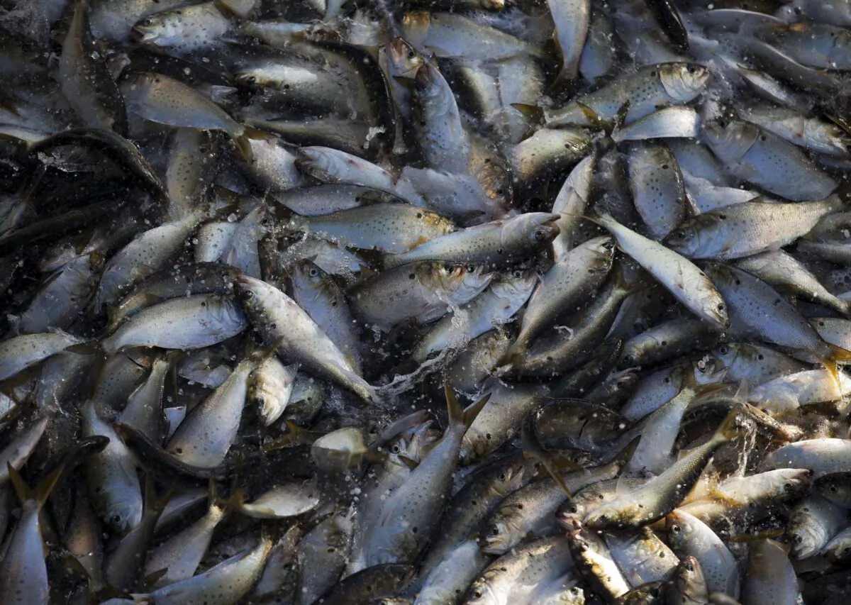A school of fish thrash in a net before being loaded into the refrigeration compartments of the 'Reedville' off the coast of Smith Island, Virginia on June 22, 2015. (Andrew Caballero-Reynolds/AFP via Getty Images)