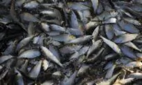 Fishermen Sue Biden Administration Over Mid-Atlantic Fishing Restrictions