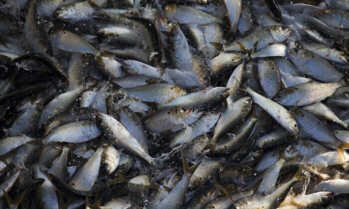 A school of fish thrash in a net before being loaded into the refrigeration compartments of the 'Reedville' off the coast of Smith Island, Virginia on June 22, 2015. (Andrew Caballero-Reynolds/AFP via Getty Images)
