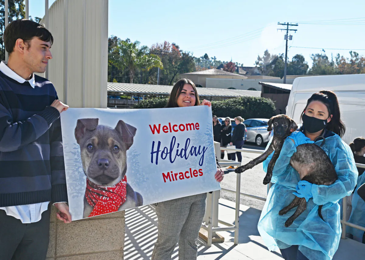 Rescued puppies arrive at the Helen Woodward Animal Center in Rancho Santa Fe, Calif., on Dec. 21, 2022. (Courtesy of Helen Woodward Animal Center)