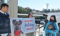 38 Puppies That Survived Texas Highway Accident Welcomed to San Diego