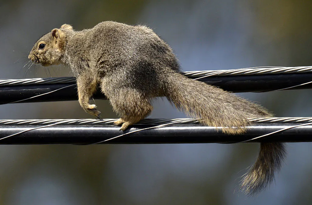 A squirrel runs on a power line in Los Angeles, Calif., on March 20, 2012. (Joe Klamar/AFP via Getty Images)
