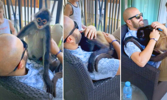 VIDEO: Spider Monkey Climbs Into Tourist’s Arms, Cuddles With Him Adorably in Playa Del Carmen, Mexico
