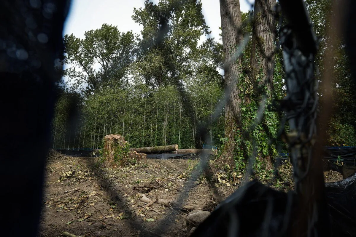 Trees felled for the expansion of Trans Mountain pipeline are seen in a fenced off construction area in Burnaby, B.C., on Sept. 17, 2022. (The Canadian Press/Darryl Dyck)