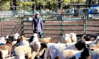 In True Spirit of Christmas, Arizona Ranch Owner Takes In 9 Wild Horses Sold at Auction