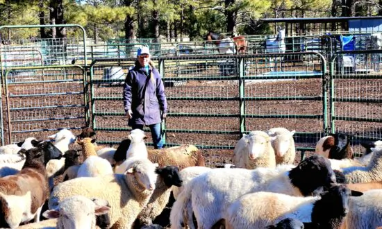 In True Spirit of Christmas, Arizona Ranch Owner Takes In 9 Wild Horses Sold at Auction