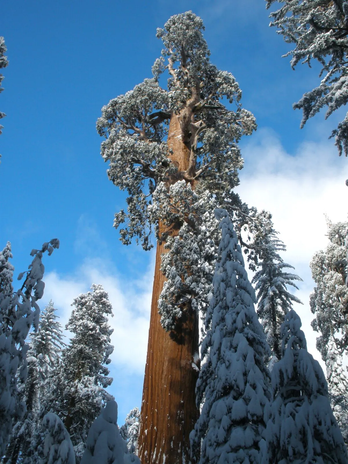 Admire the Nation's Christmas Tree at Kings Canyon National Park. (Valbunny/Dreamstime/TNS)