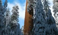 3 Holiday Adventures in California’s National Parks