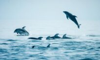 Dolphins Delight With Return to BC Waters, but Some See ‘Invasive Species’