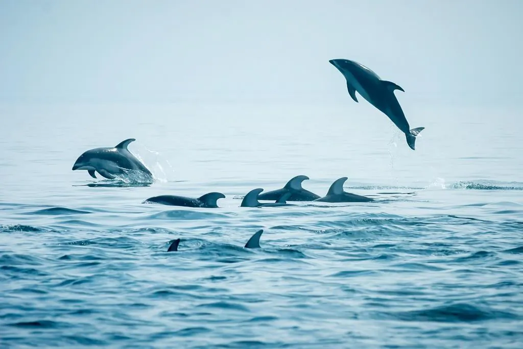 Pacific white sided dolphins swim the waters of Queen Charlotte Strait, along the northeast coast of Vancouver Island in B.C., in this August 2018 handout image. (The Canadian Press/HO-University of British Columbia-Andrew Trites)
