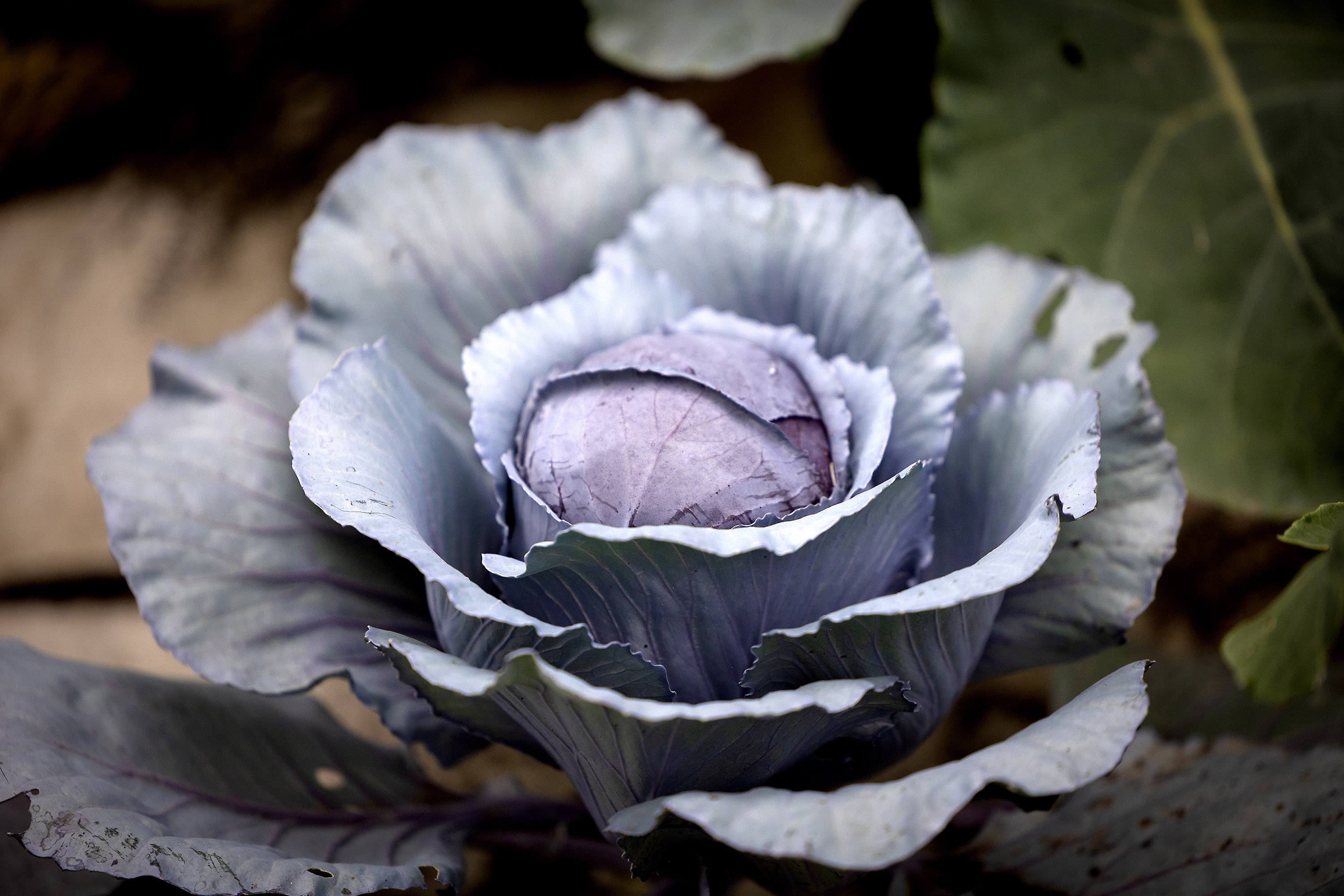 a cabbage