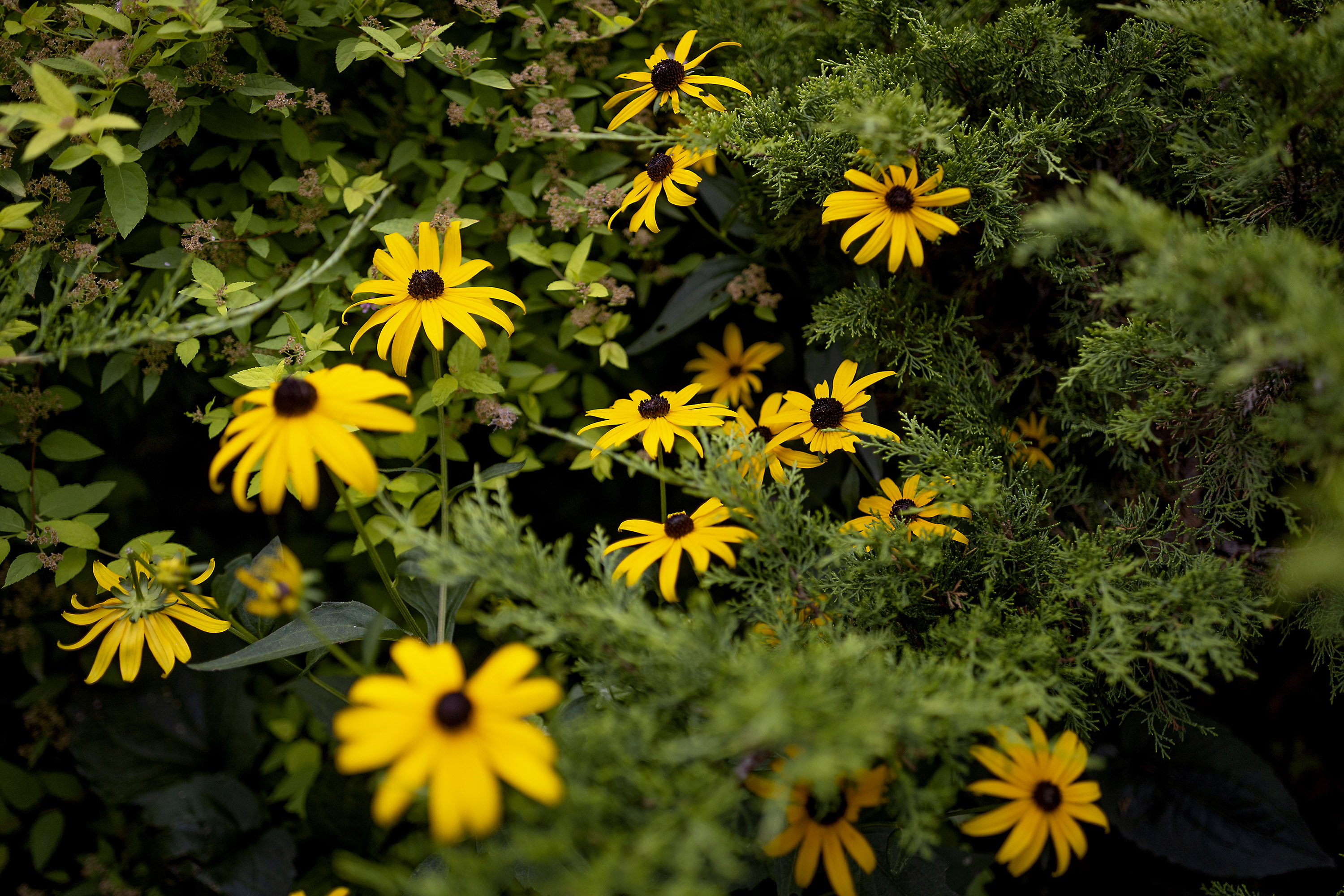 colorful flowers