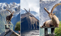 VIDEO: Alpine Ibexes Captured Resting on Chimneys of French Cottages Amidst a Breathtaking Background