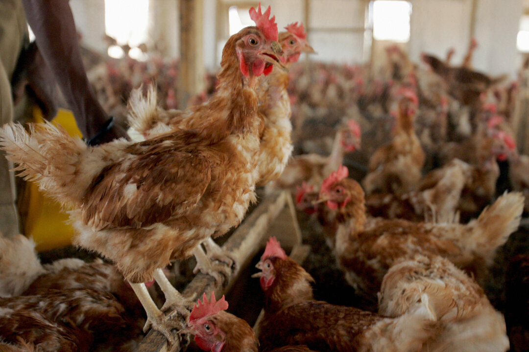 Chickens are seen on a poultry farm in Maradi, southeast of Niger, on March 14, 2006. (Issouf Sanogo/AFP via Getty Images)